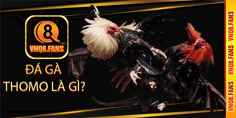 Đá gà Thomo là gì?