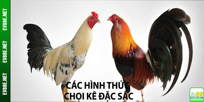 Các hình thức chọi kê đặc sắc nhất đá gà EV88