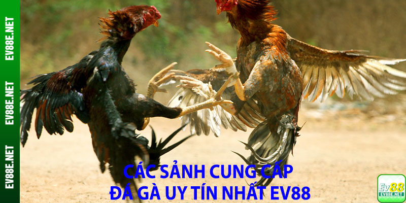 Các sảnh cung cấp đá gà uy tín nhất EV88